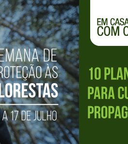 10 plantas para ter em casa