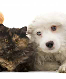 Sesc Quitandinha recebe unidade móvel para atendimento a animais resgatados em Petrópolis