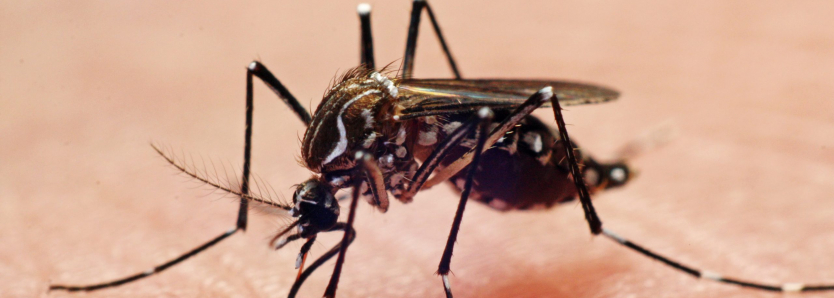 dengue EDUCAÇÃO EM SAÚDE